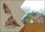 free color graphics for the parable of the sower